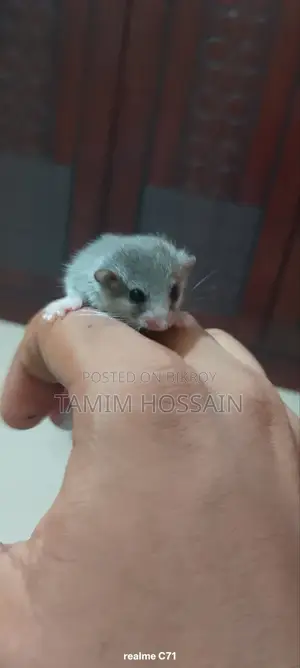 Squirrel for Sale 2500 Taka