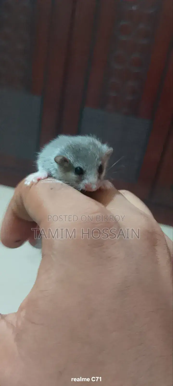 Squirrel for Sale 2500 Taka
