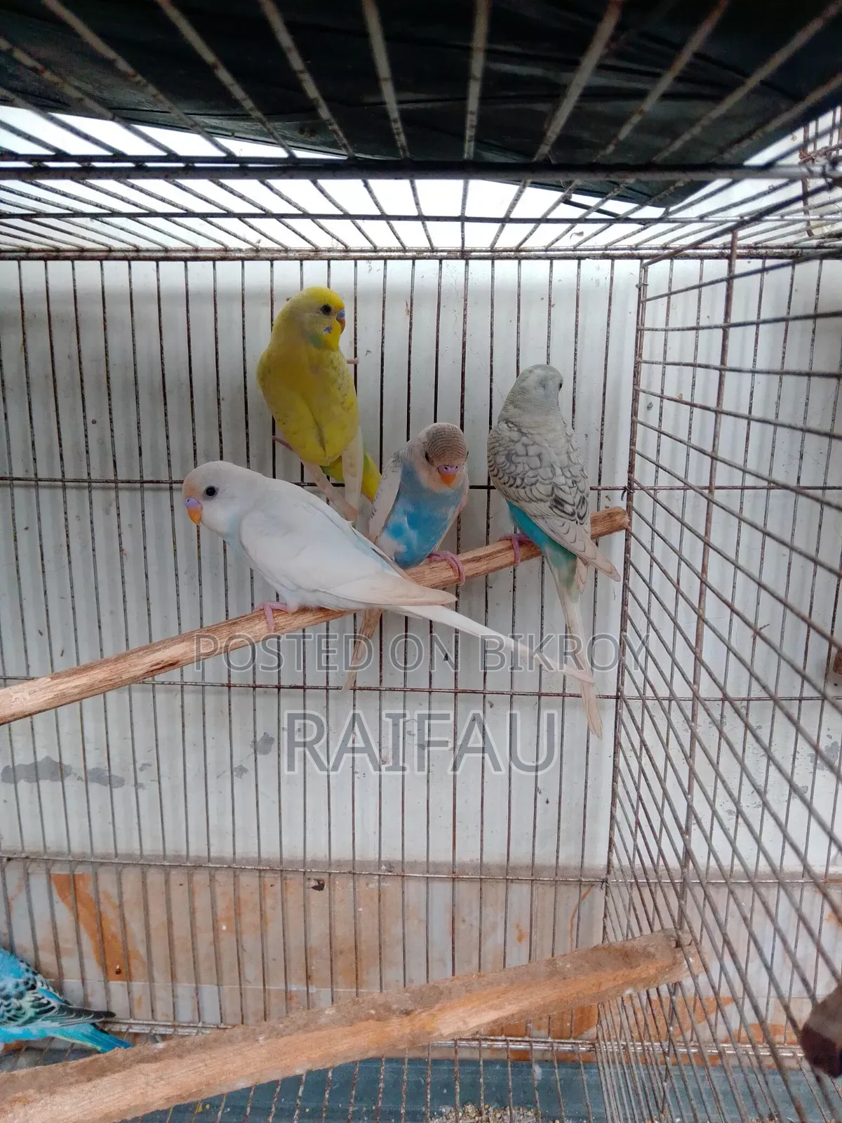 Budgerigar Budgerigar Budgerigar