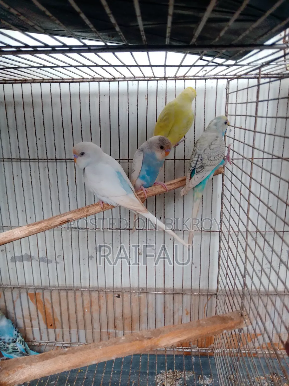 Budgerigar Budgerigar Budgerigar