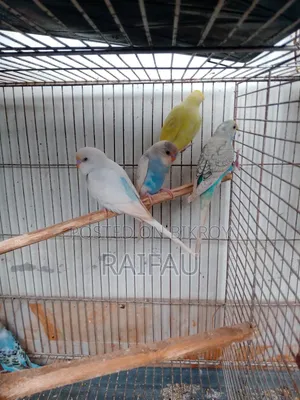 Budgerigar Budgerigar Budgerigar