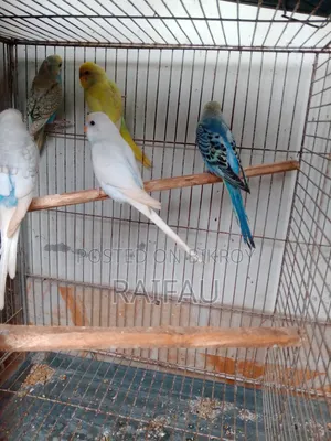 Budgerigar Budgerigar Budgerigar