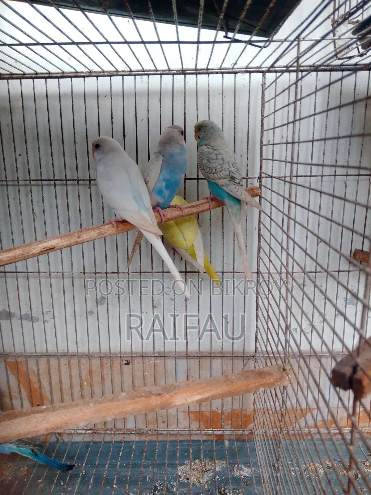 Budgerigar Budgerigar Budgerigar