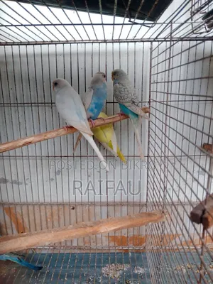 Budgerigar Budgerigar Budgerigar