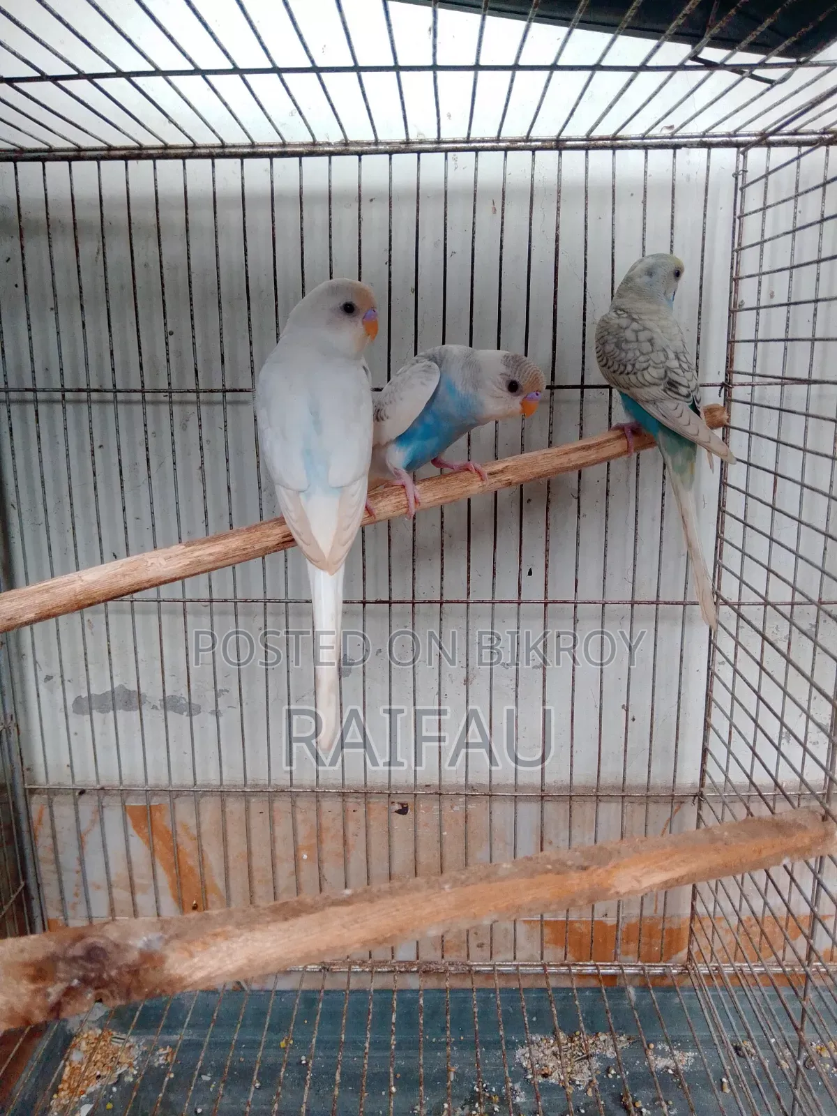Budgerigar Budgerigar Budgerigar
