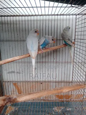 Budgerigar Budgerigar Budgerigar