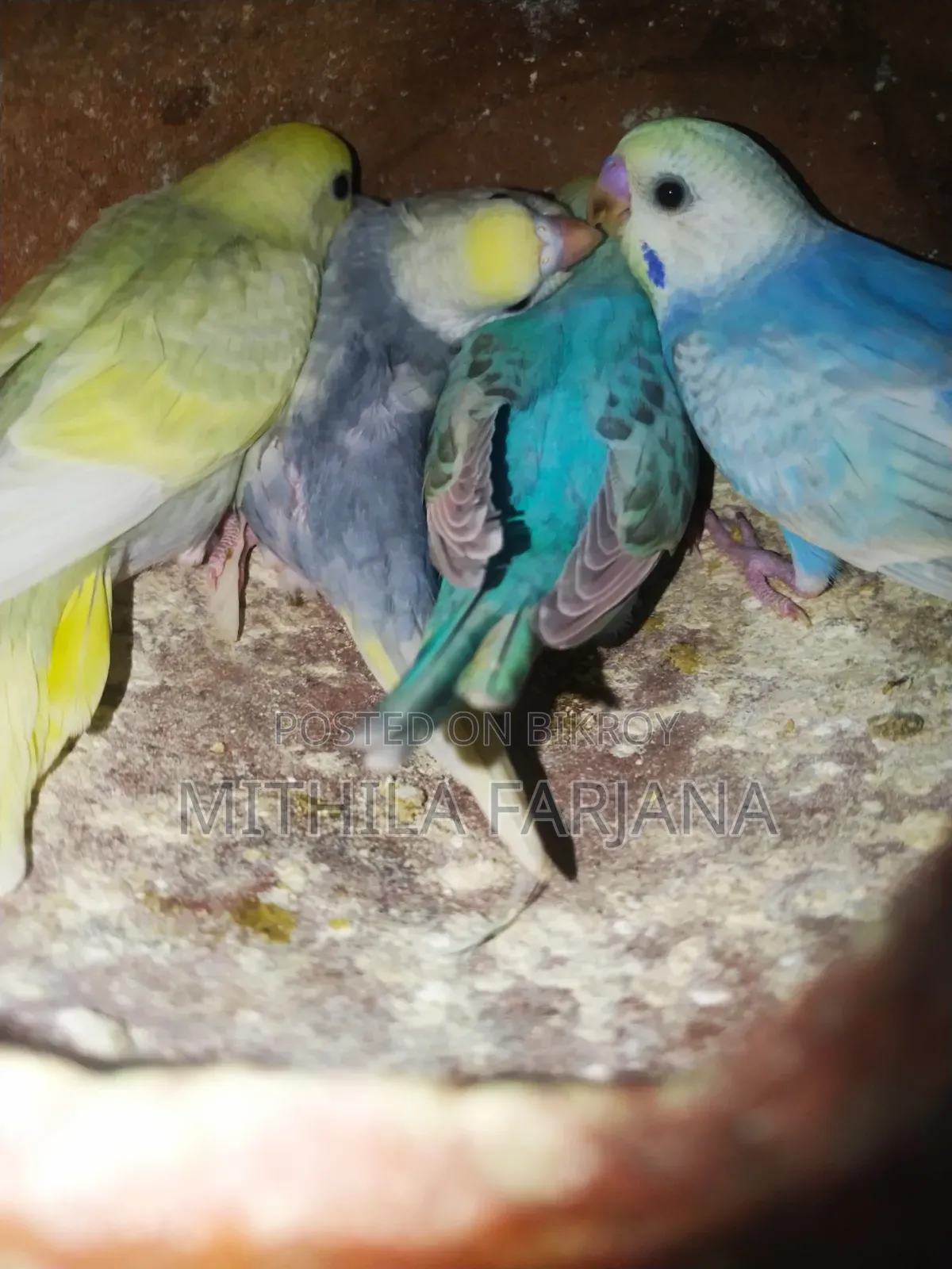 Budgie Bird Chick