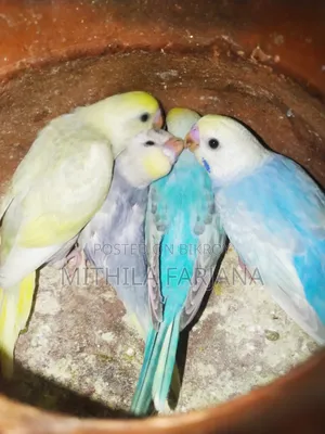 Budgie Bird Chick