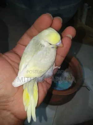 Budgie Bird Chick