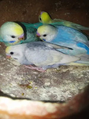 Budgie Bird Chick