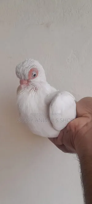 White Short Face Pigeon