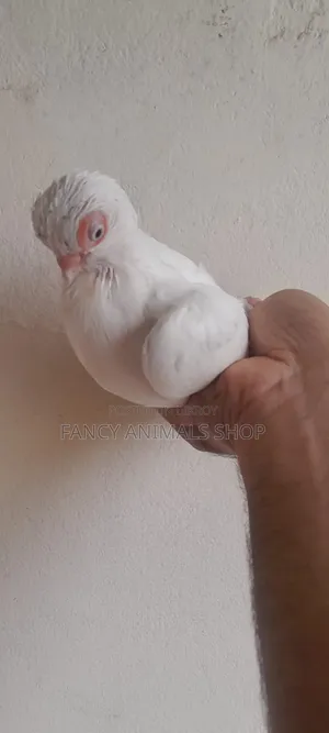 White Short Face Pigeon
