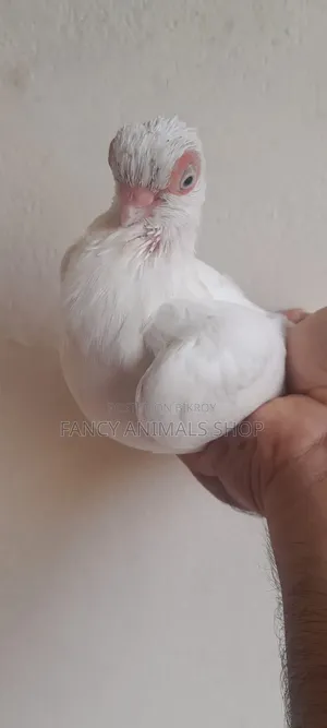 White Short Face Pigeon