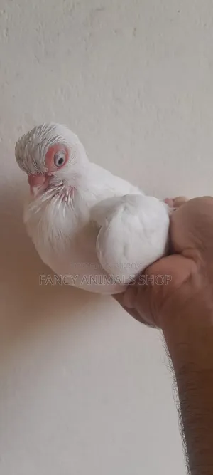 White Short Face Pigeon