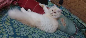 ৬-১২ মাসের ফিমেল পিওরব্রেড পারসিয়ান বিড়াল