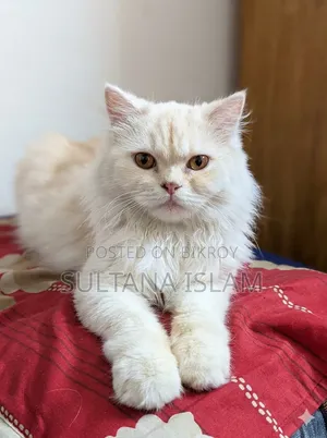 ৬-১২ মাসের ফিমেল পিওরব্রেড পারসিয়ান বিড়াল