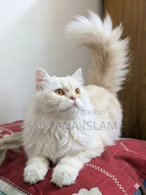 ৬-১২ মাসের ফিমেল পিওরব্রেড পারসিয়ান বিড়াল