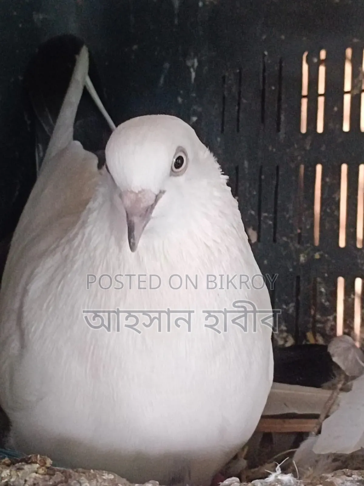 Kaldam Pigeon