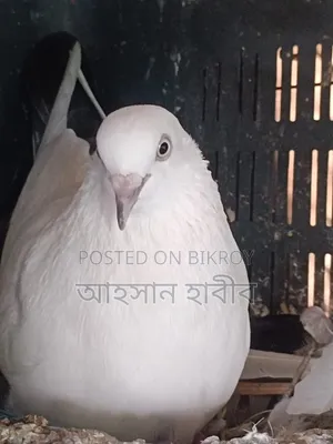 Kaldam Pigeon