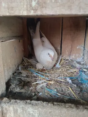Kaldam Pigeon