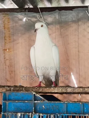 Kaldam Pigeon