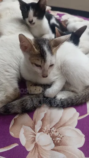 ১-৩ মাসের পুরুষ পিউরব্রেড বেঙ্গল