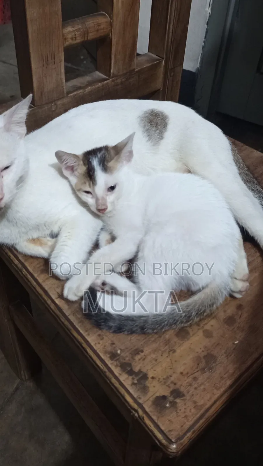 ১-৩ মাসের পুরুষ পিউরব্রেড বেঙ্গল