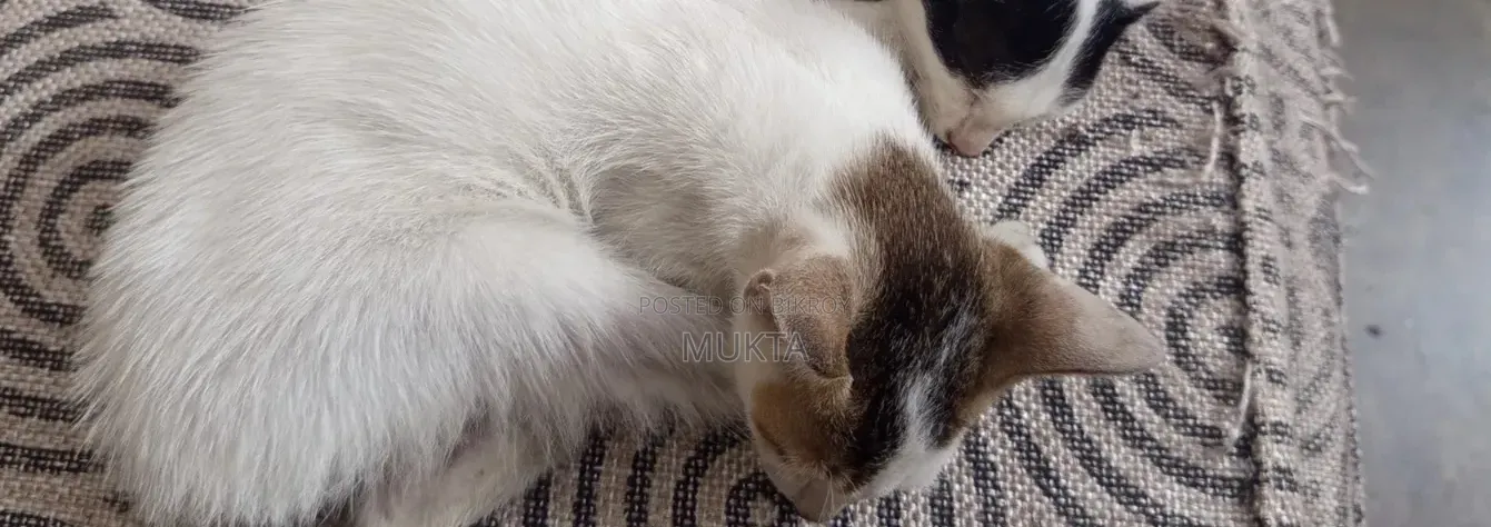 ১-৩ মাসের পুরুষ পিউরব্রেড বেঙ্গল