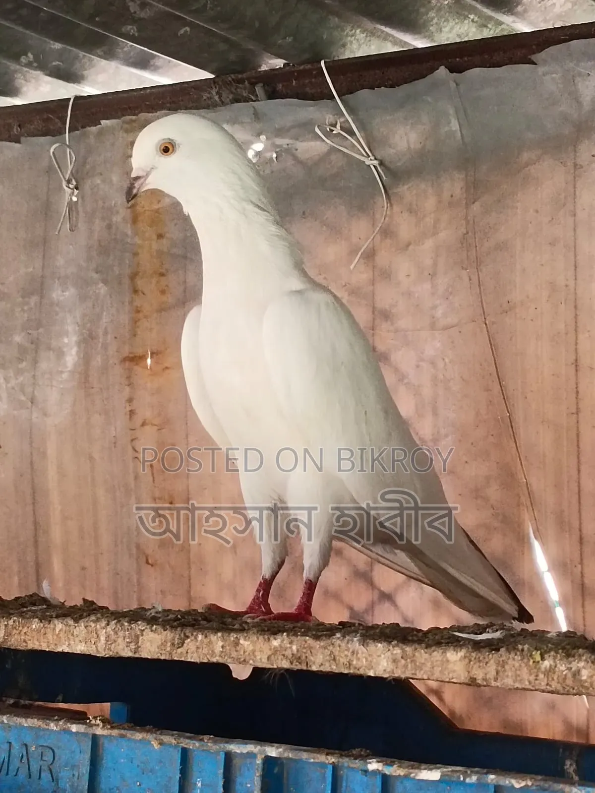 Kaldam Pigeon