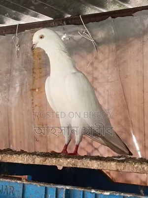 Kaldam Pigeon
