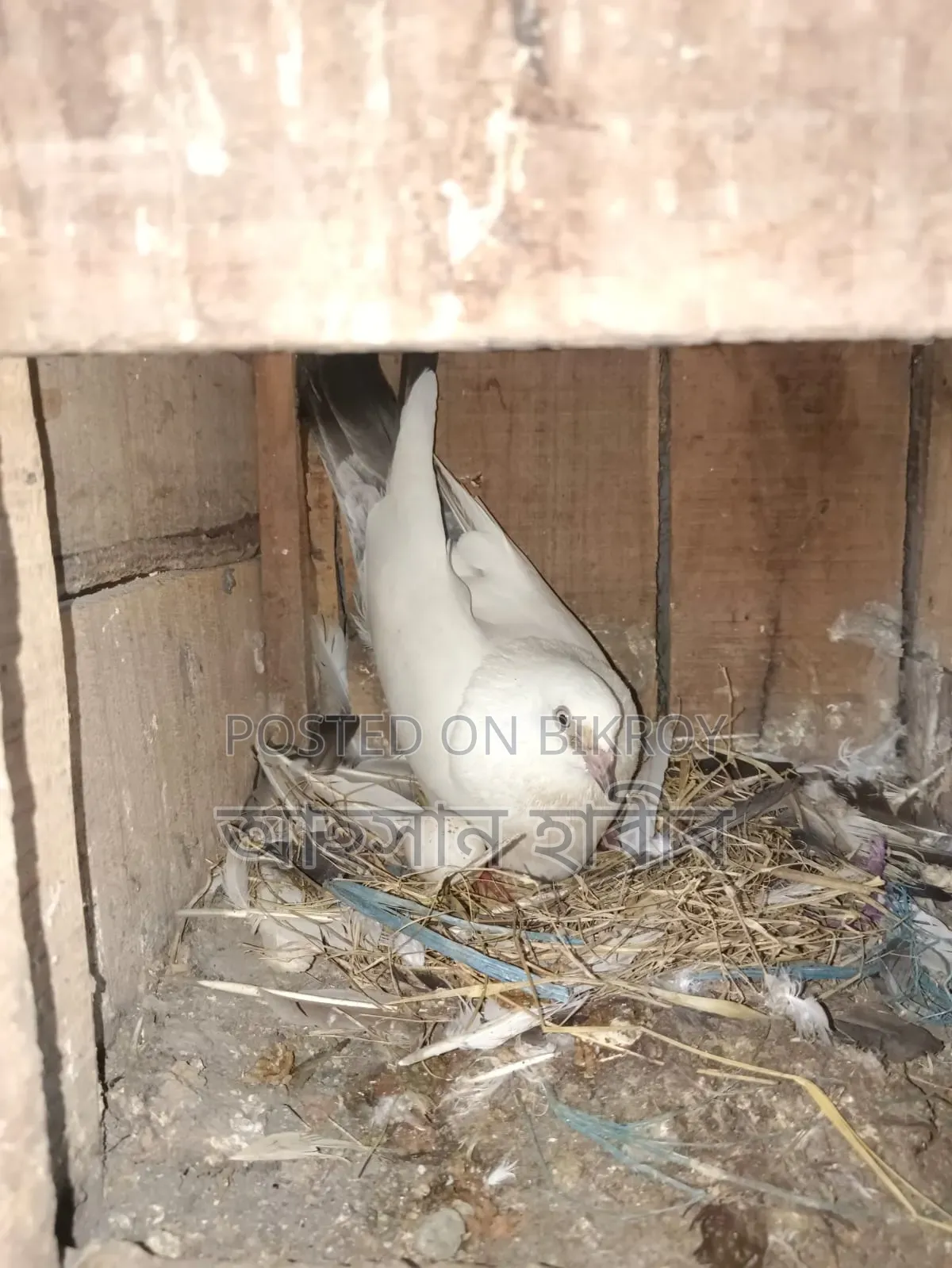 Kaldam Pigeon