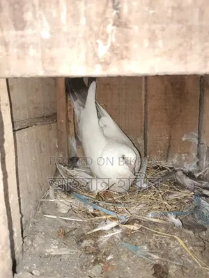 Kaldam Pigeon