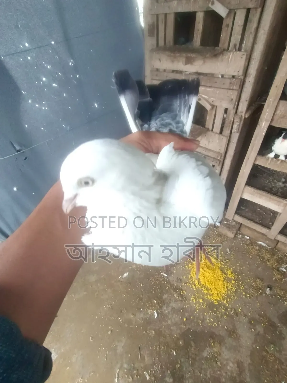 Kaldam Pigeon