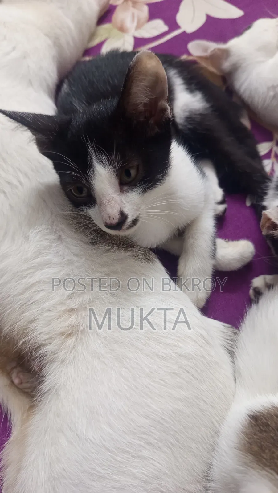 1-3 Months Male Mixed Breed Cat