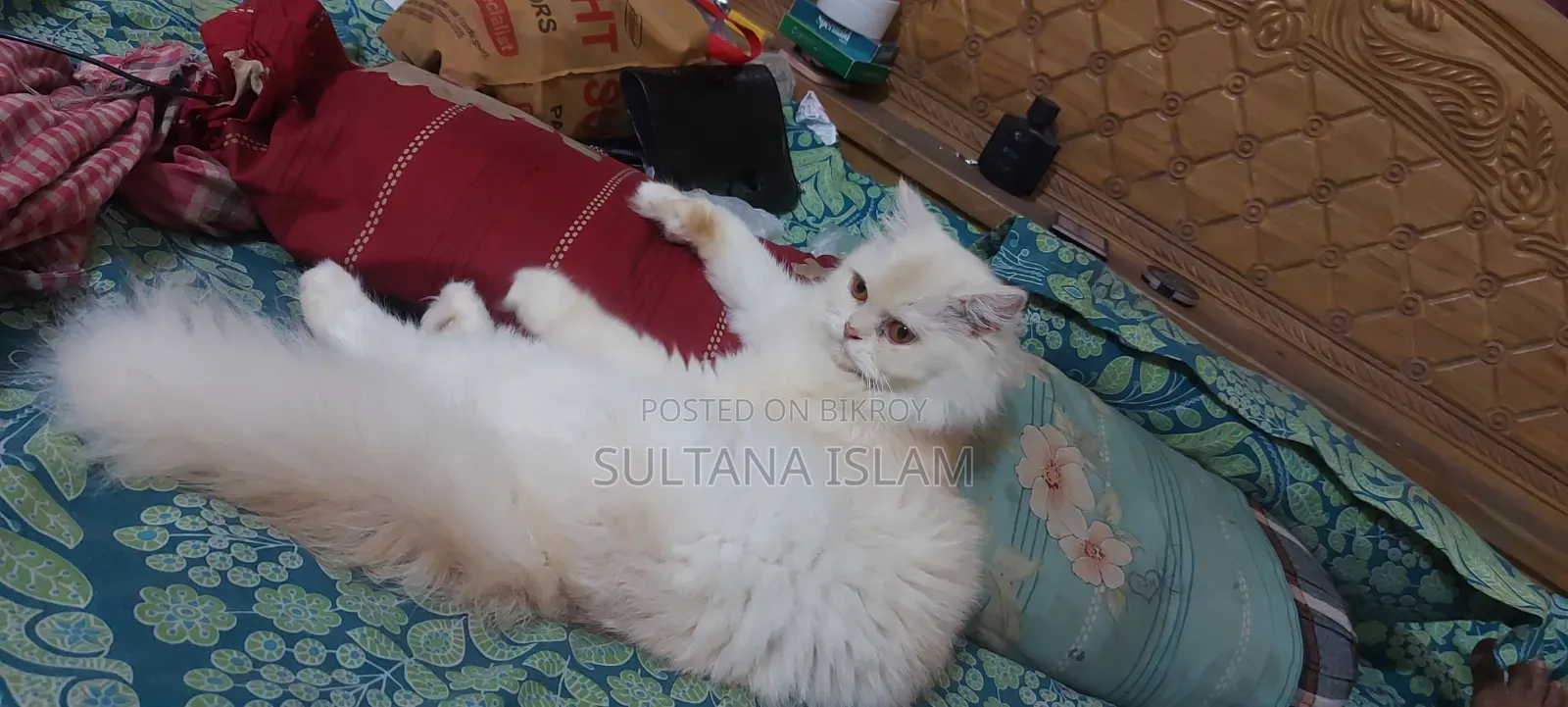 6-12 Months Female Purebred Persian