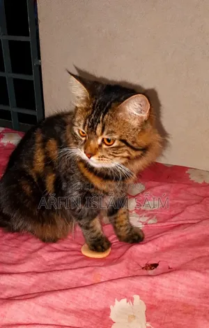 6-12 months Female Mixed Breed Persian
