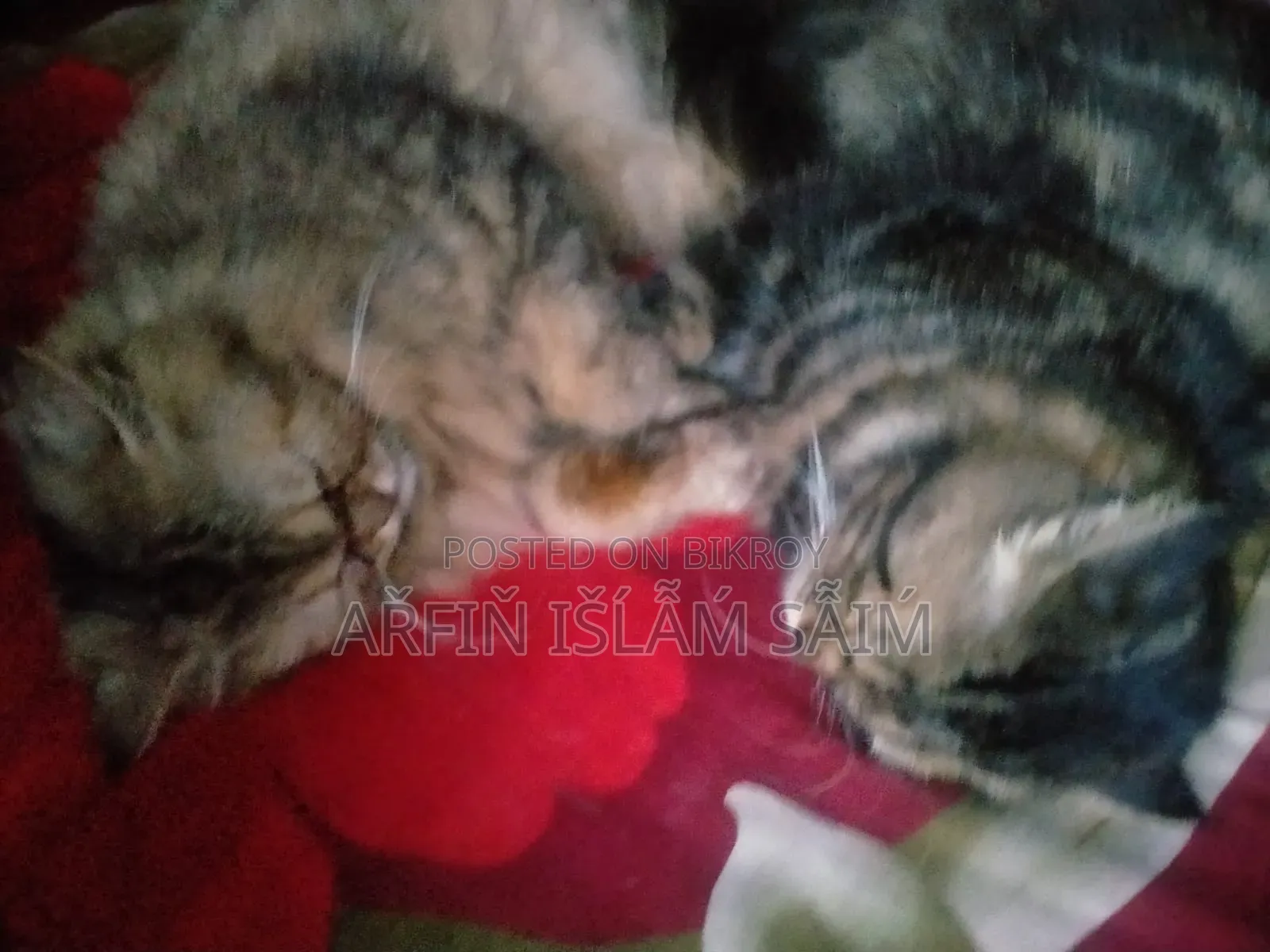 6-12 months Female Mixed Breed Persian