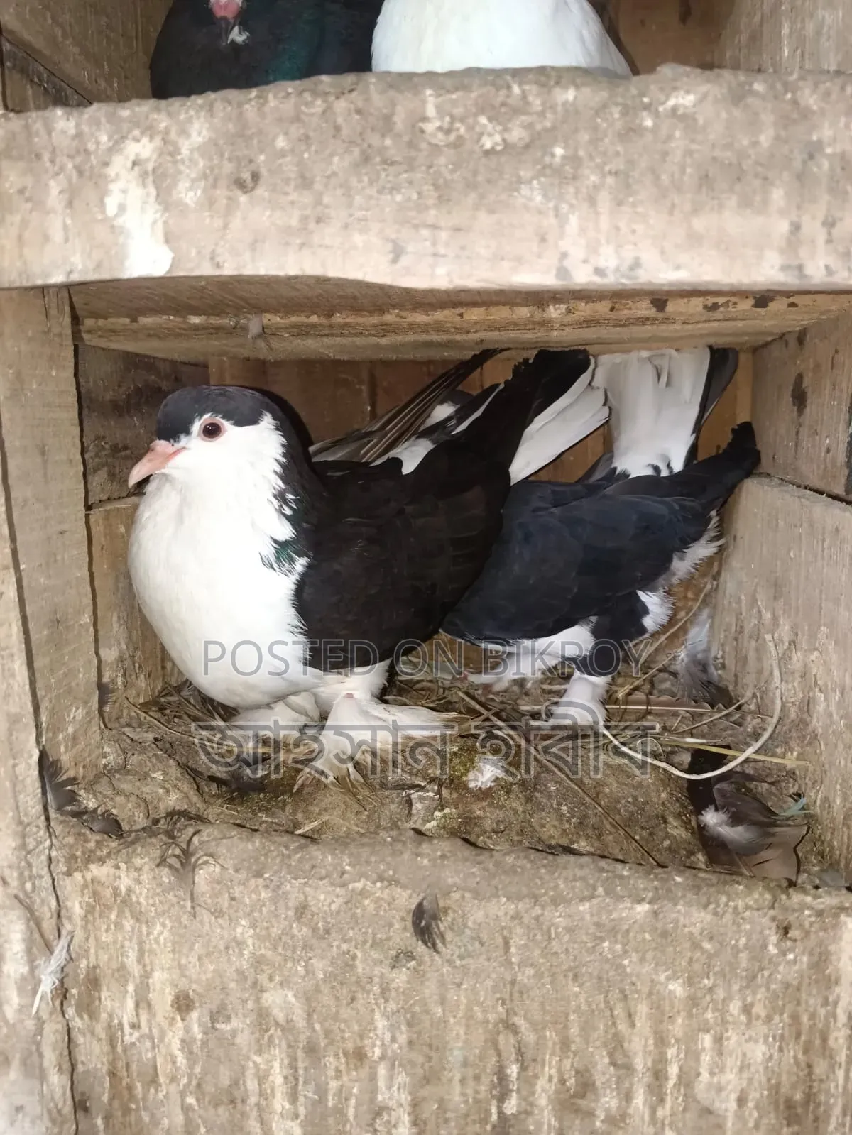 Lahori / Siraji Pigeons