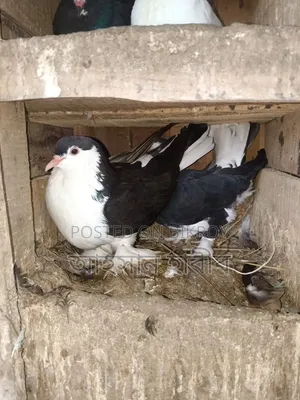 Lahori / Siraji Pigeons