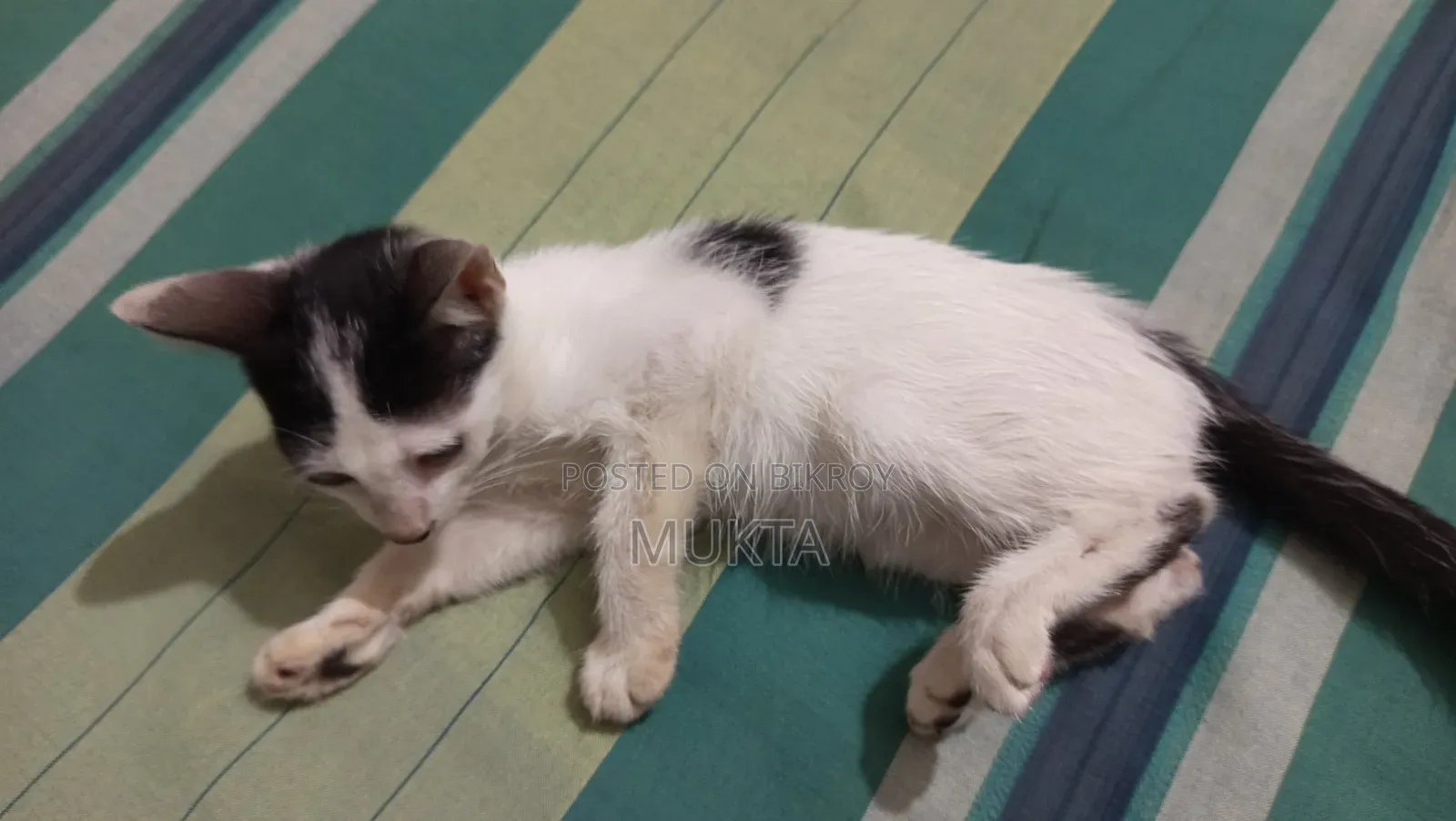 1-3 Months Male Mixed Breed Bengal