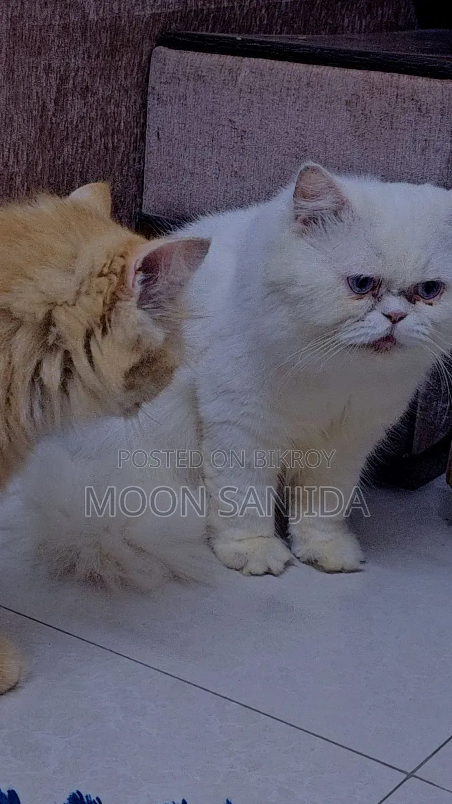1+ Year Male Purebred Persian