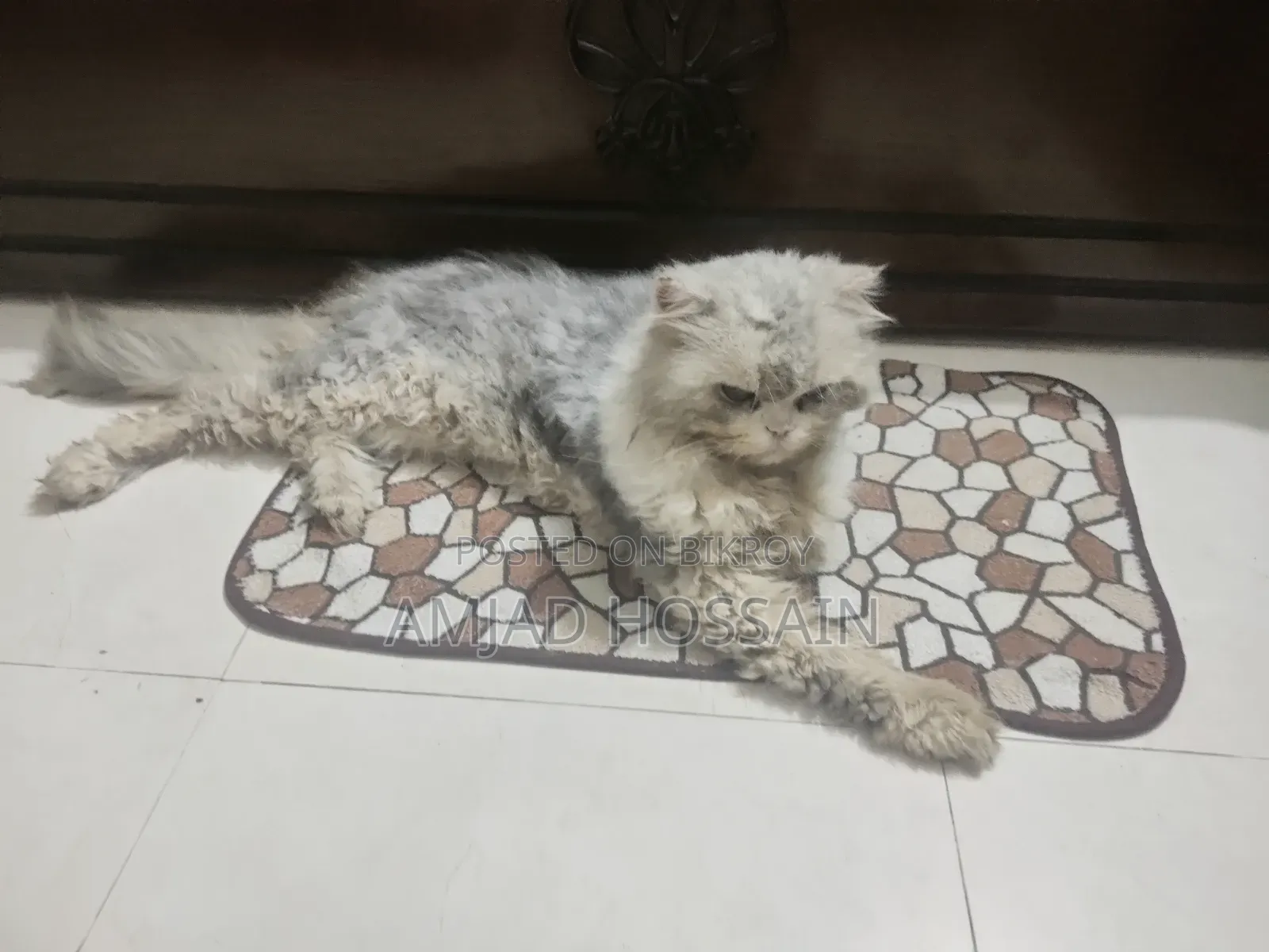 1+ Year Male Purebred Persian