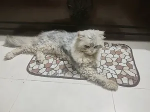 1+ Year Male Purebred Persian