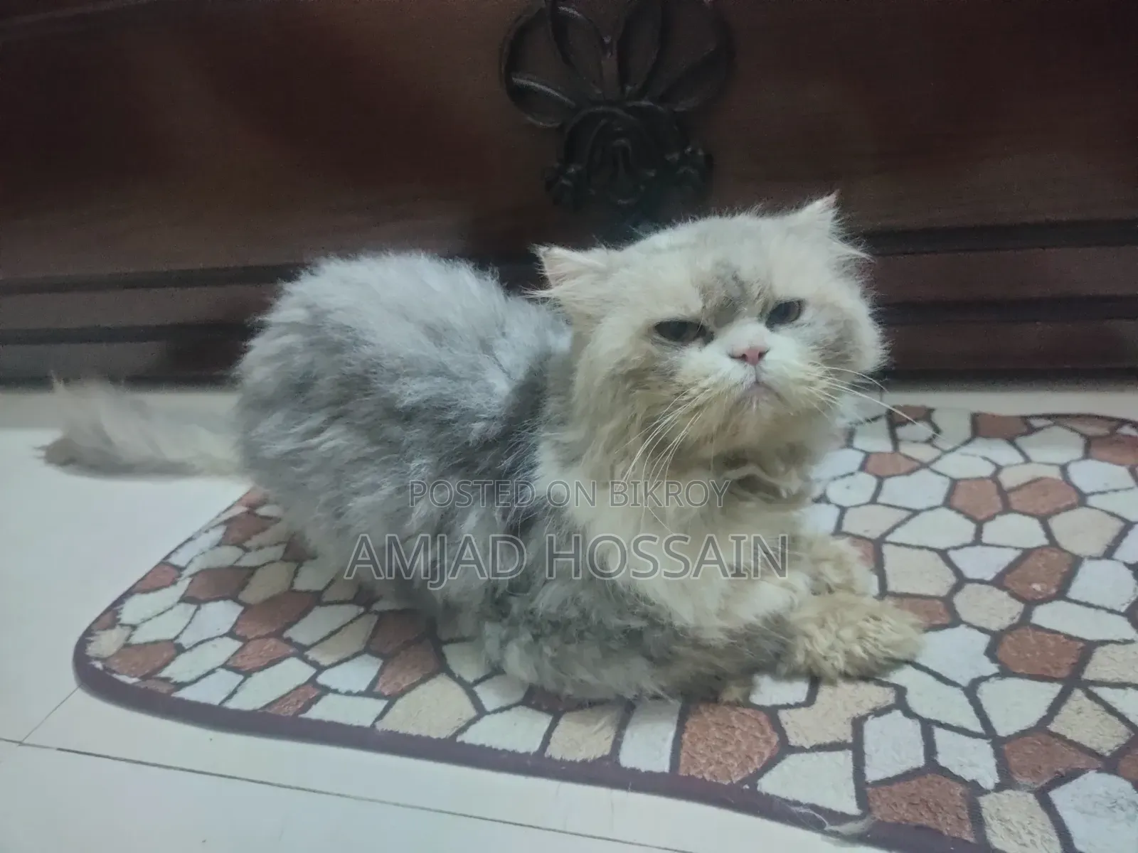1+ Year Male Purebred Persian