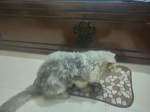 1+ Year Male Purebred Persian