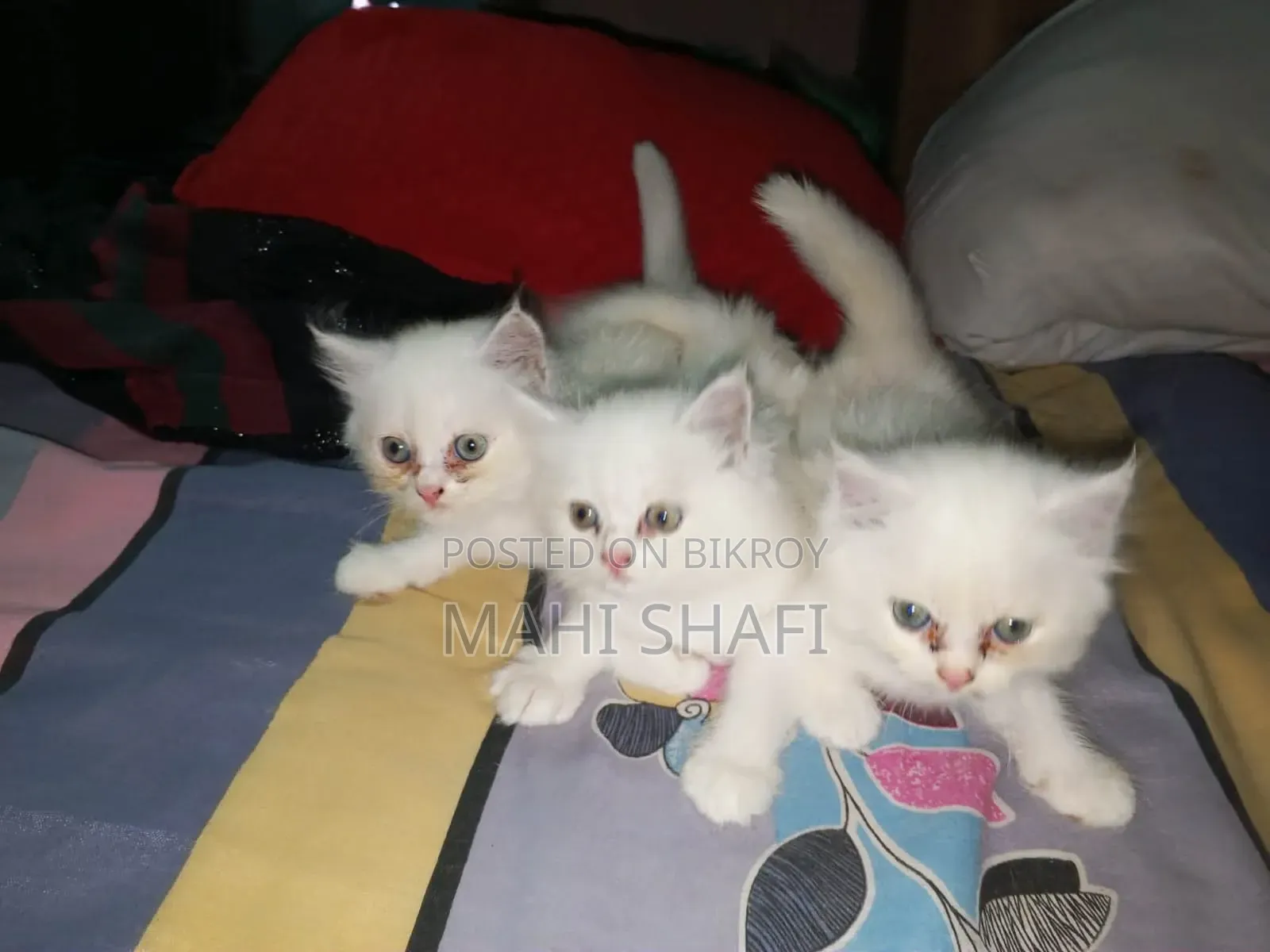 ১-৩ মাসের ফিমেল পিওরব্রেড বিড়াল
