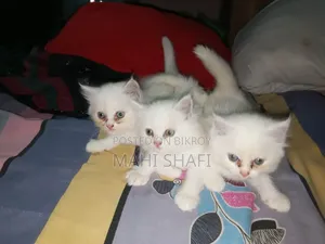 ১-৩ মাসের ফিমেল পিওরব্রেড বিড়াল