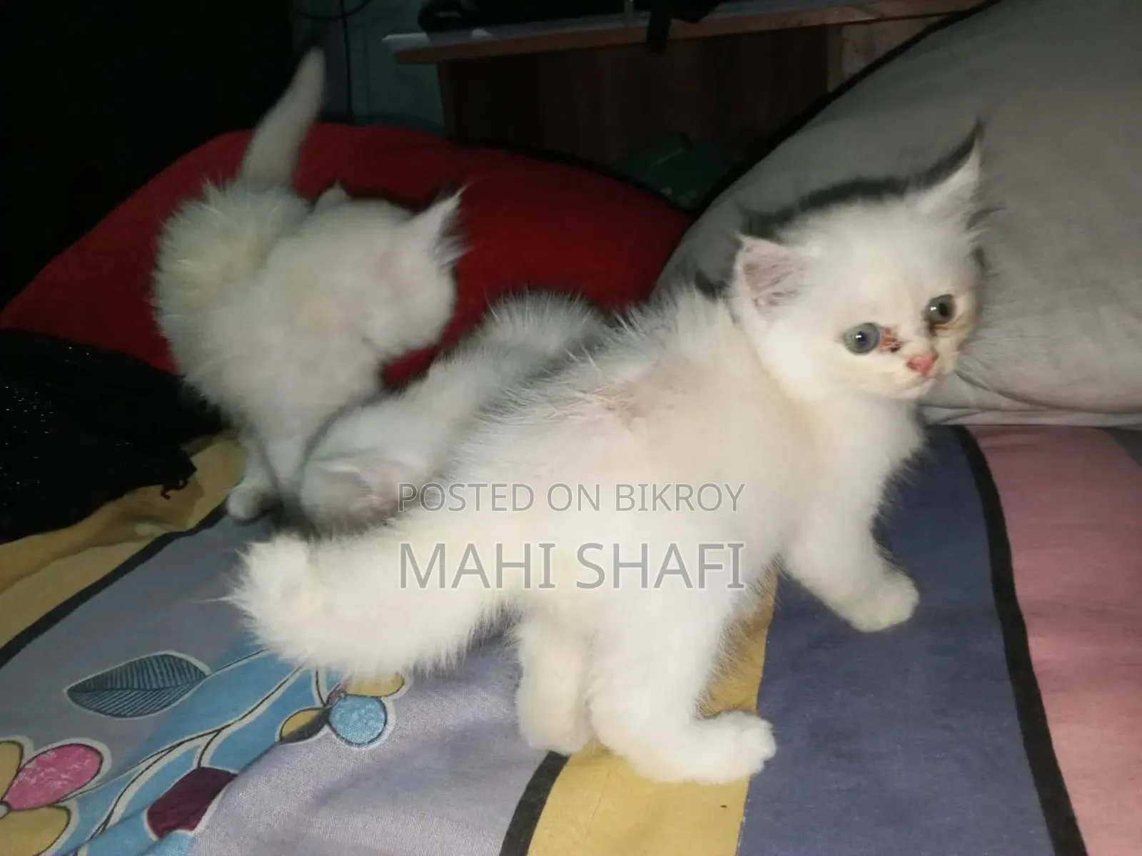 ১-৩ মাসের ফিমেল পিওরব্রেড বিড়াল