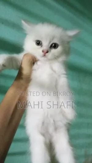 ১-৩ মাসের ফিমেল পিওরব্রেড বিড়াল