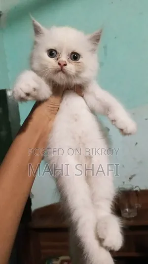 ১-৩ মাসের ফিমেল পিওরব্রেড বিড়াল